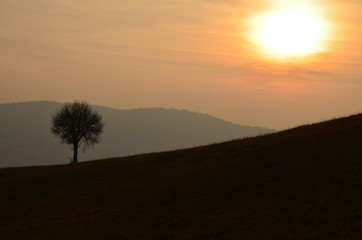 Landscape image with tree silhouette at sunset.