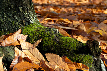 autumn