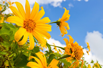 Mexican sunflower weed