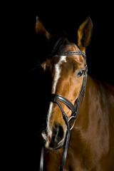 Fototapeta premium Pferd