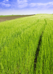 Summer Wheat Crops Field