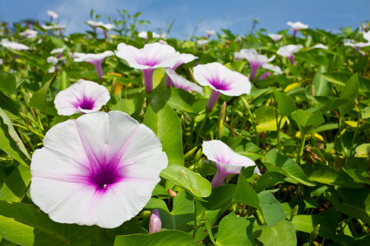 Morning glory flowers are white mixed with purple.