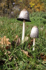 coprins chevelus champignons comestibles