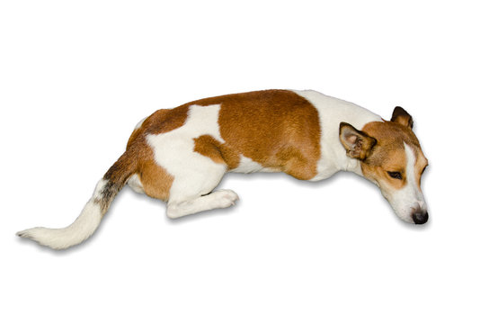 cane sdraiato