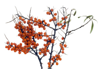 Branches of winter  sea-buckthorn berries