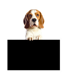 beagle  on a white background.