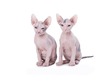 Sphinx cats