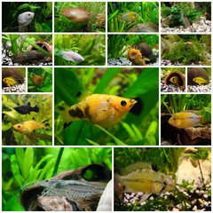 Collage von verschiedenen Aquarium-Fotos