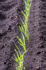 雨上がりの麦畑