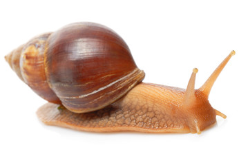 Giant African snail Achatina on a white background