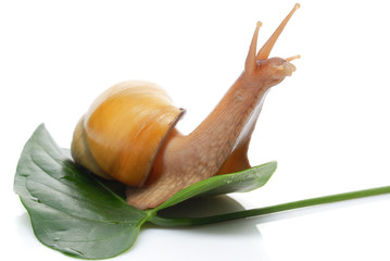Giant African snail Achatina on a white background © steamroller