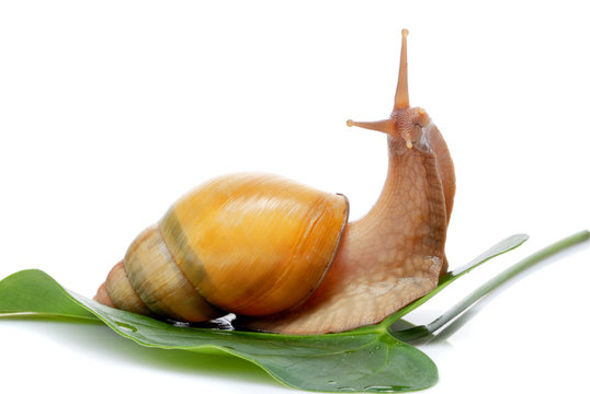 Giant African snail Achatina on a white background