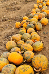 Pumpkins on a field