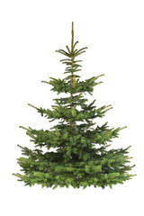 Tannenbaum