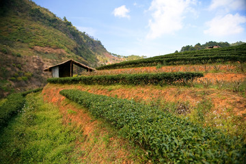 Tea plantation