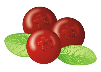 Cowberry vector