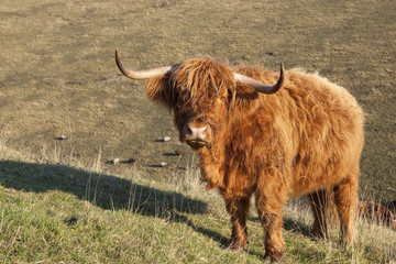 highland cow