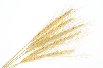 wheat