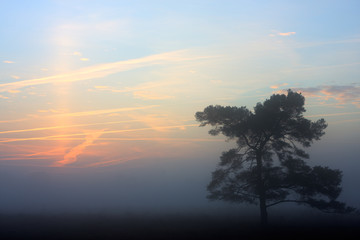 Fototapeta na wymiar Tree silhouette and condensation trails at sunrise