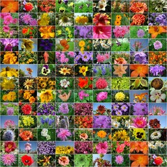 Collage von verschiedenen Blumenfotos