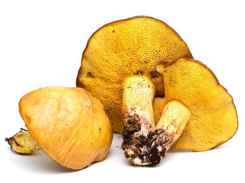 Mushrooms
