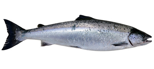 Baltic wild salmon isolated on white background