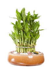 bamboo in the pot