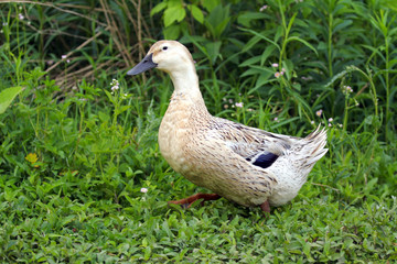 Wild Duck