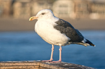 Profile view of seagull taken at Seal Beach