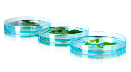 Genetically modified plants tested in petri dishes