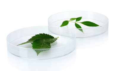 Genetically modified plants tested in petri dishes isolated