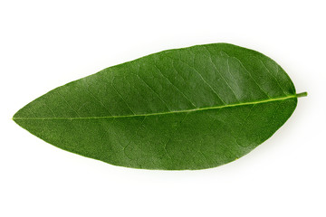 Beautiful green leaf isolated on white