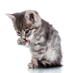 Beautiful gray kitten isolated on white