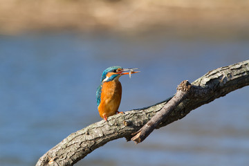 martin pecheur sur un arbre