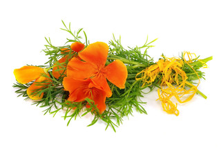 Eschscholzia californica flower