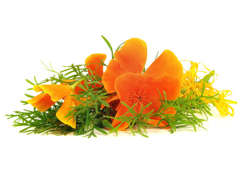 Eschscholzia californica flower