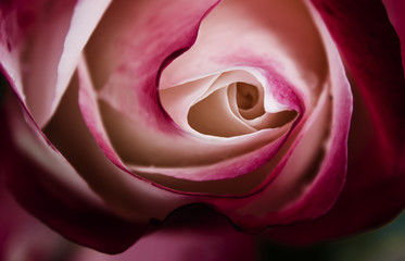Fototapeta na wymiar Rose