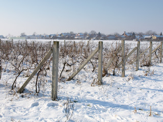 Winter vineyard