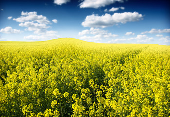 oilseed rape field