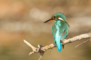 martin pecheur sur une branche