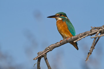 martin pecheur sur une branche