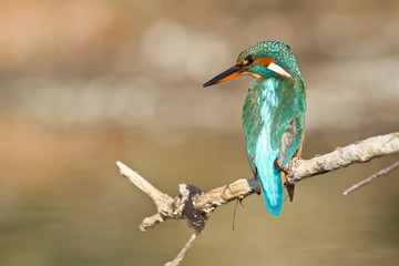 martin pecheur sur une branche