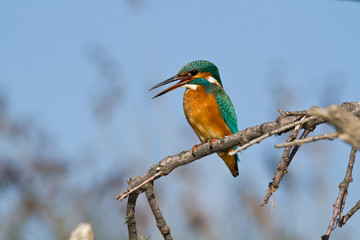 martin pecheur sur une branche