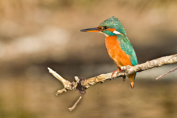 martin pecheur sur une branche