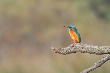 martin pecheur sur une branche