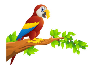 Macaw bird