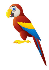 Macaw bird isolated