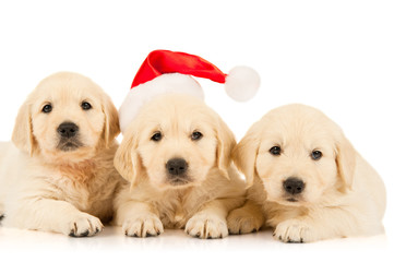 retriever puppy in a Santa Claus hat