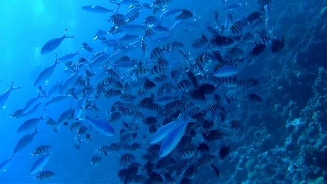 Tropical fish shoal in the Red Sea, Egypt