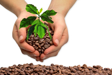 Hands with coffee tree, isolated